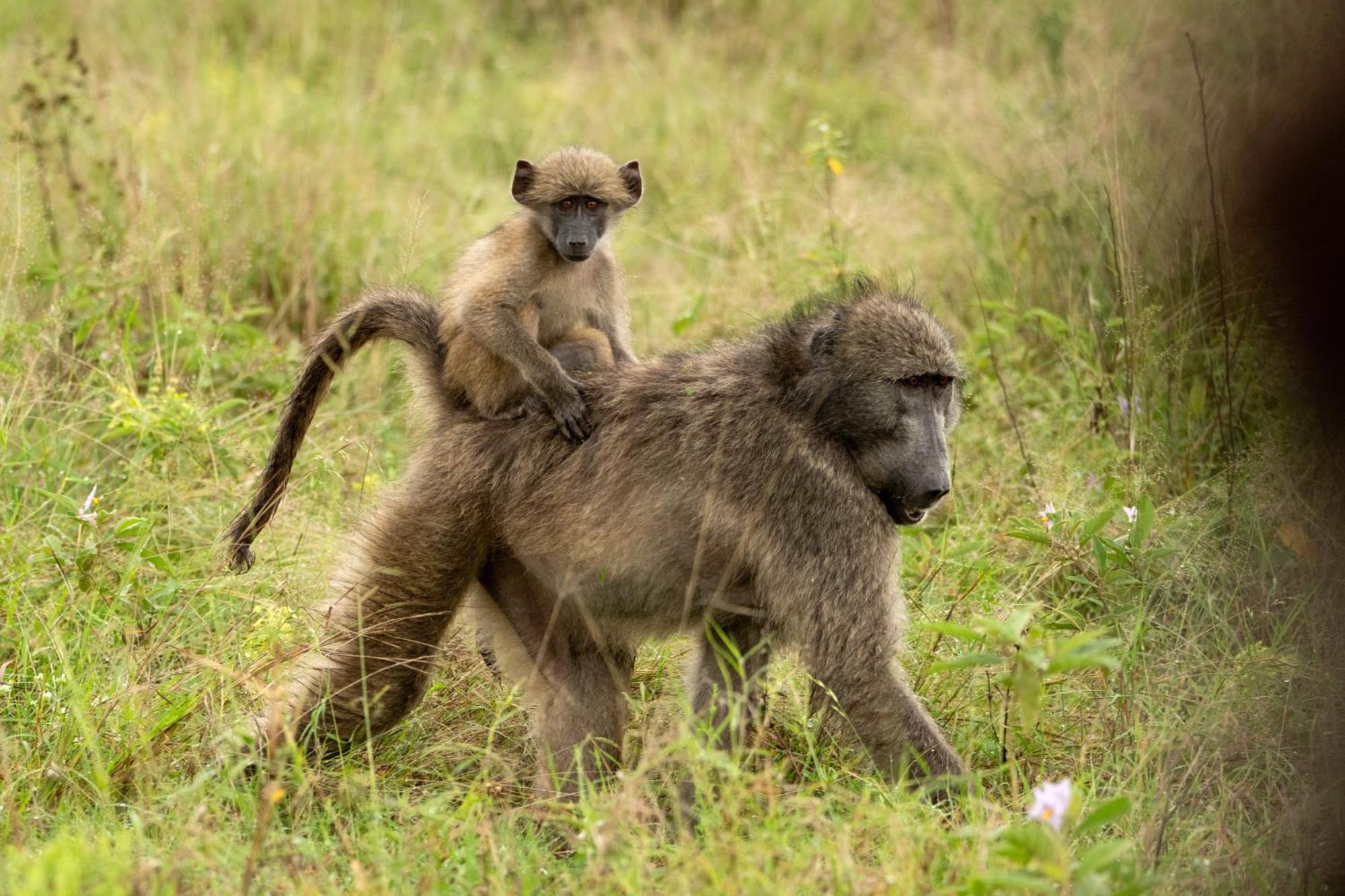 Aha Skukuza Safari Lodge Buitenkant foto